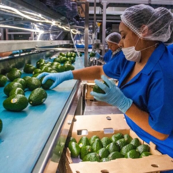 La Exportaci N De Aguacate Hass A Los Estados Unidos Es Ya Una