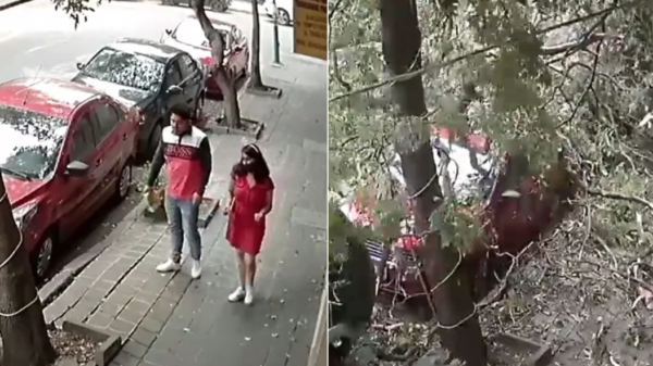 VIDEO: Pareja se salva de ser aplastada por un árbol tras fuertes vientos