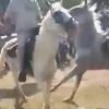 VIDEO: Hombre sufre terrible accidente durante una carrera de caballos en Tabasco