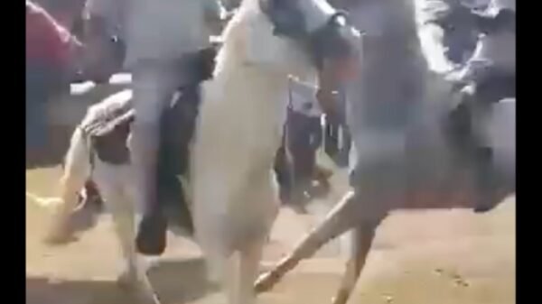 VIDEO: Hombre sufre terrible accidente durante una carrera de caballos en Tabasco