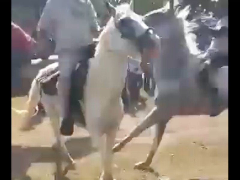 VIDEO: Hombre sufre terrible accidente durante una carrera de caballos en Tabasco