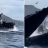 VIDEO: Ballena se come a dos mujeres, luego las escupe y viven para contarlo