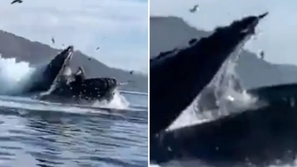 VIDEO: Ballena se come a dos mujeres, luego las escupe y viven para contarlo