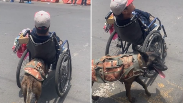 VIDEO: Perrita ayuda a su dueño a vender dulces y empuja la silla de ruedas por las calles