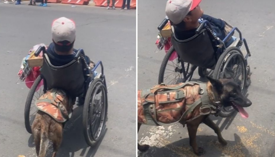 VIDEO: Perrita ayuda a su dueño a vender dulces y empuja la silla de ruedas por las calles