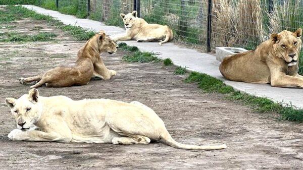 FGR busca en santuario Black Jaguar de Tlalpan fosas con decenas de cadáveres de felinos