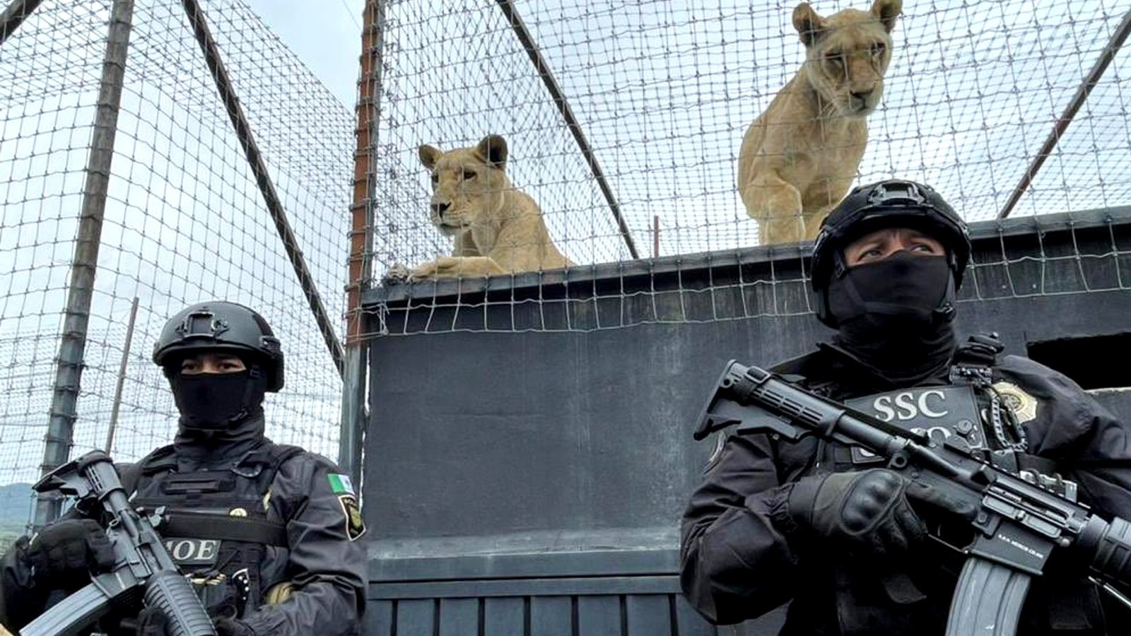 Santuario Black Jaguar en Tlalpan quedó bajo resguardo de la policía tras denuncias de maltrato animal