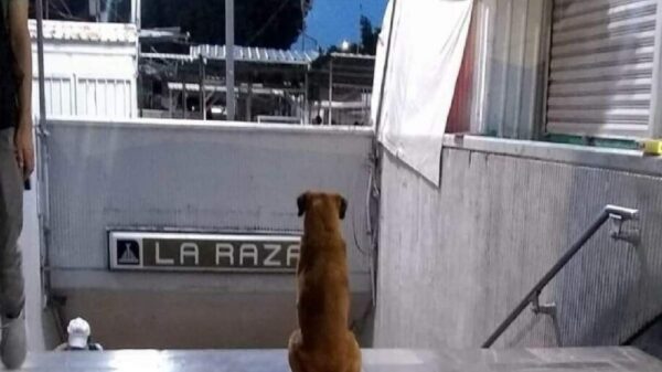 Perrito es apodado como el Hachiko mexicano: sigue esperando a su dueña en el metro La Raza