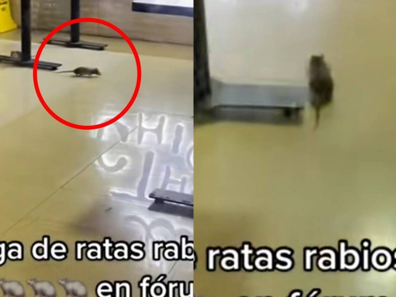 ¡Unos verdaderos chefcitos! Graban plaga de ratas en restaurante de Forum Buenavista