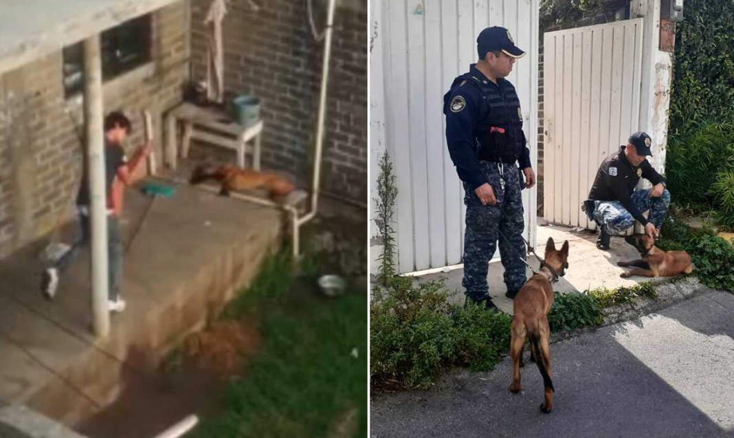 Rescatan a dos perros que eran golpeados brutalmente por un sujeto en la Magdalena Contreras