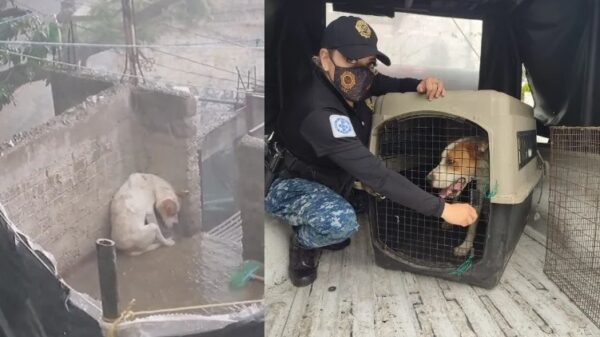 Rescatan a Leo, perrito que vivía atado en azotea soportando lluvia, granizo y sol