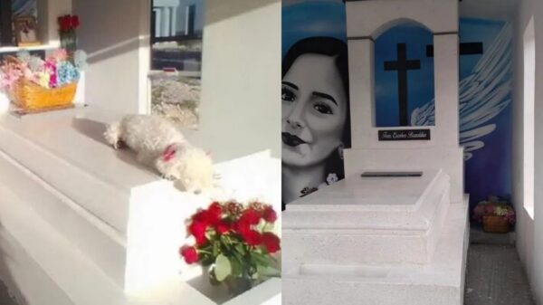 Difunden imágenes de 'Bombona', la mascota de Debanhi Escobar, desconsolada en su tumba