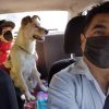 Chofer de taxi se convierte en la sensación por admitir viajes con mascotas