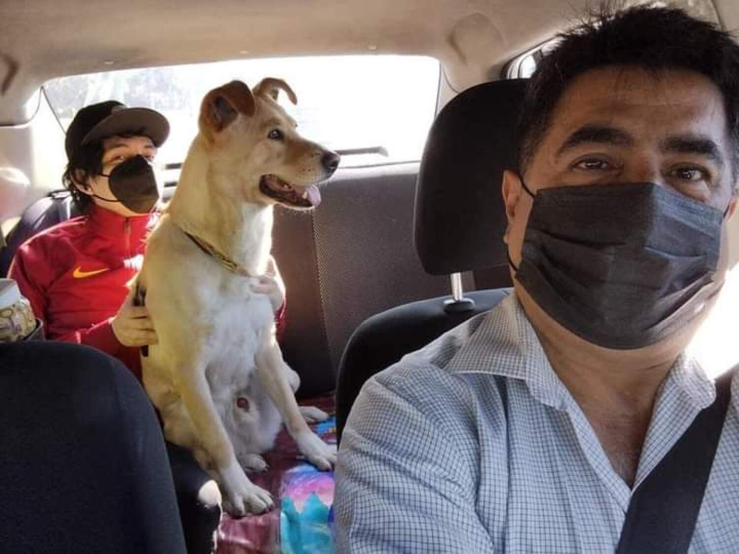 Chofer de taxi se convierte en la sensación por admitir viajes con mascotas