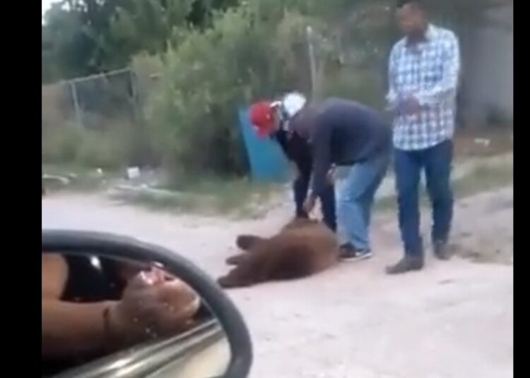 VIDEO: Habitantes de Sonora matan a oso que solo buscan agua y comida