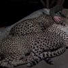 Esta es la historia detrás del impactante video del cuidador que duerme con guepardos