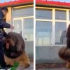 VIDEO: Perro gigante se hace viral en redes sociales, ¿qué raza es este enorme lomito?