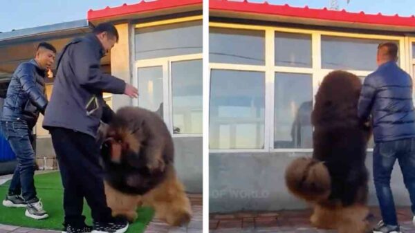 VIDEO: Perro gigante se hace viral en redes sociales, ¿qué raza es este enorme lomito?