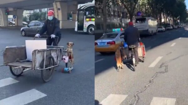 ¡Al dar con todo al jale! Perrito abordo de un scooter acompaña a su dueño a trabajar