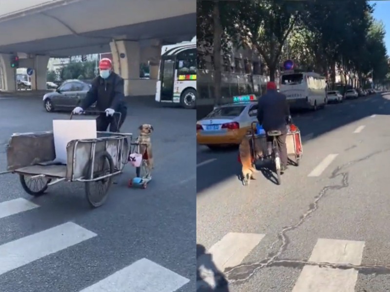 ¡Al dar con todo al jale! Perrito abordo de un scooter acompaña a su dueño a trabajar