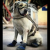 La Secretaría de Marina develó la estatua de Frida, la perrita rescatista en el sismo del 2017