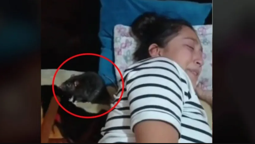 VIDEO: Mujer se despierta con una rata al lado y su reacción causa asombro