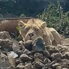 Buscaban a albañil desaparecido en predio donde hallaron a un león africano