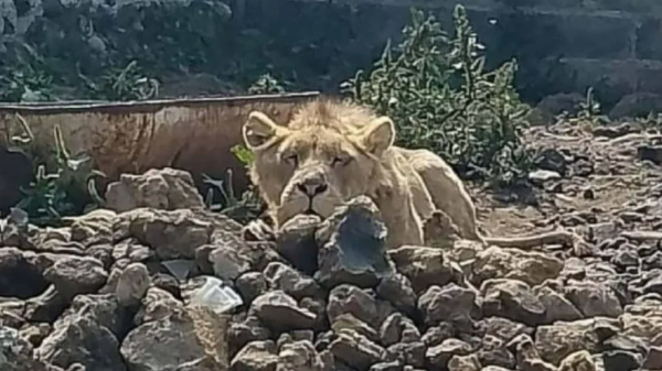 Buscaban a albañil desaparecido en predio donde hallaron a un león africano