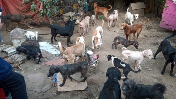 Hallan a más de 100 perros en un predio en Tlalpan; reportan que algunos tienen mal estado de salud