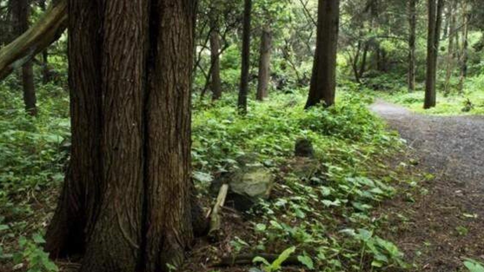 Descubren las piernas mutiladas de un cuerpo en el bosque de Tlalpan