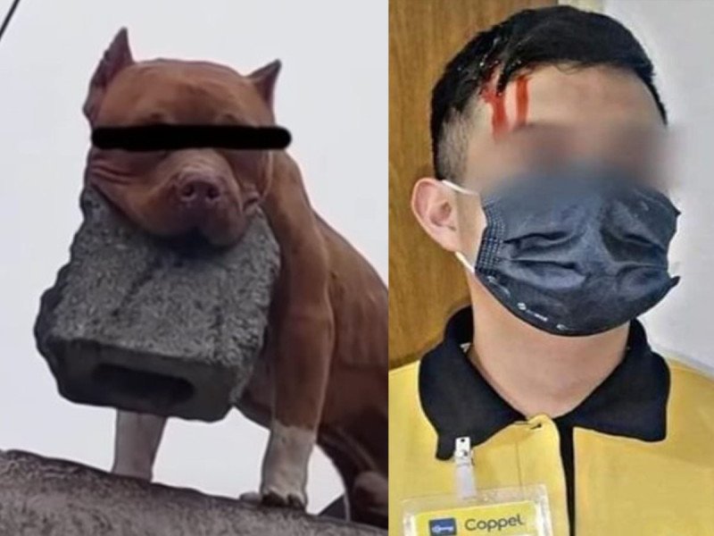 Pitbull lanza tabique a cobrador de Coppel y lo deja descalabrado