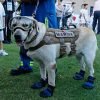 Muere Frida, la perrita rescatista que fue el símbolo de esperanza durante el terremoto de 2017