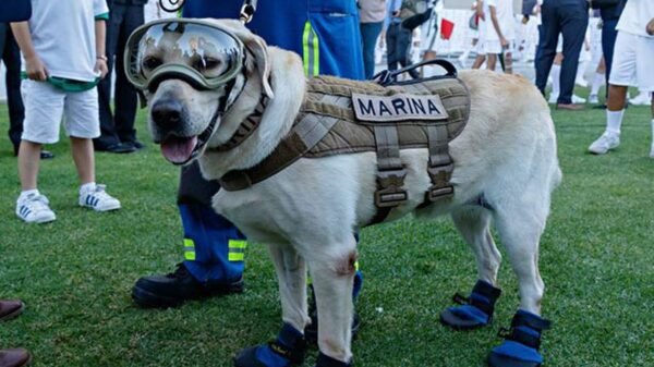 Muere Frida, la perrita rescatista que fue el símbolo de esperanza durante el terremoto de 2017