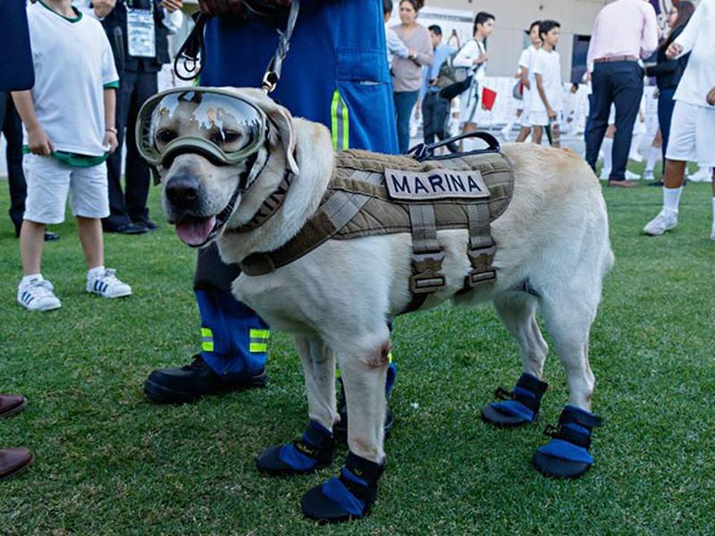 Muere Frida, la perrita rescatista que fue el símbolo de esperanza durante el terremoto de 2017