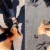 VIDEO: Rescatan a perrita que era arrastrada por una joven en moto