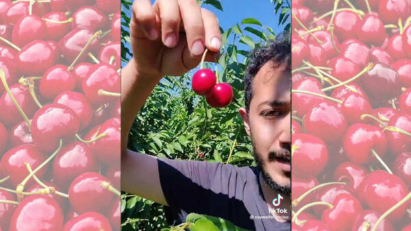 "Vente a Canadá": Mexicano que cosecha cerezas asegura que gana 3 mil pesos diarios