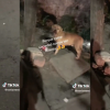 VIDEO: Con cohetes lastiman a perro en la colonia Héroes de Padierna en alcaldía Tlalpan