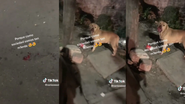 VIDEO: Con cohetes lastiman a perro en la colonia Héroes de Padierna en alcaldía Tlalpan