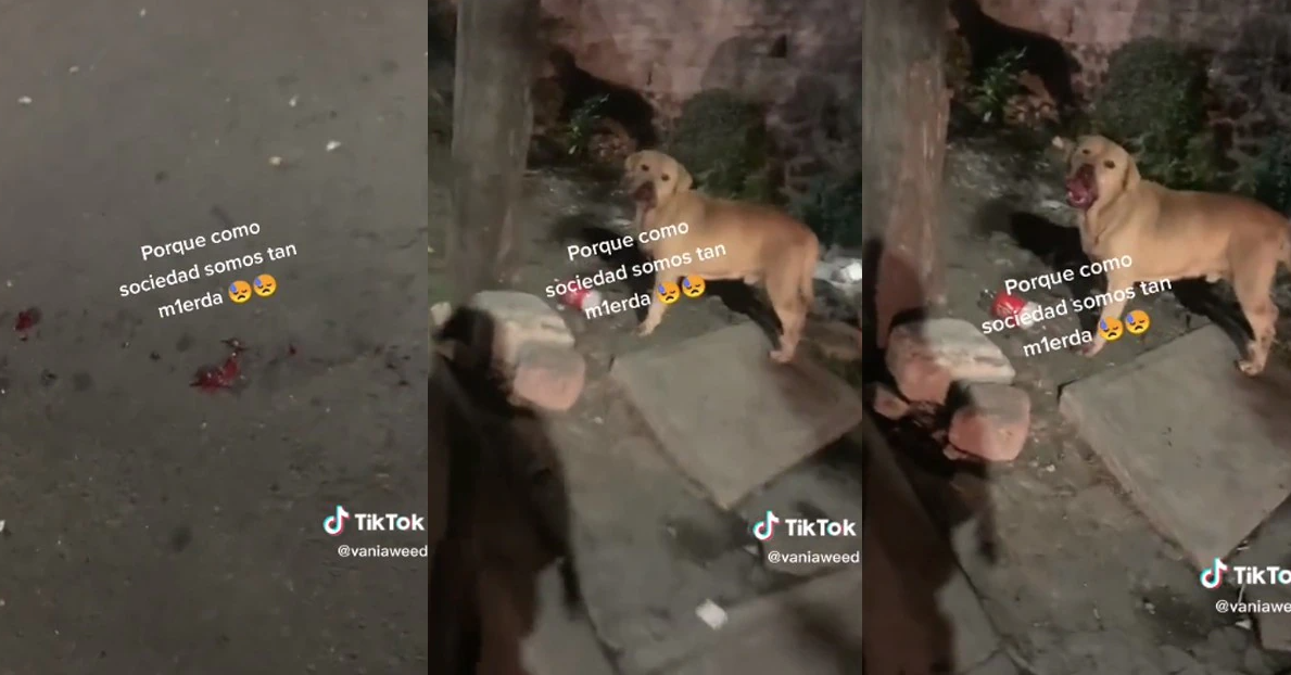 VIDEO: Con cohetes lastiman a perro en la colonia Héroes de Padierna en alcaldía Tlalpan