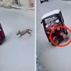 VIDEO: Perrito 'atropella' a un mototaxi y sorprende a varios con fortaleza