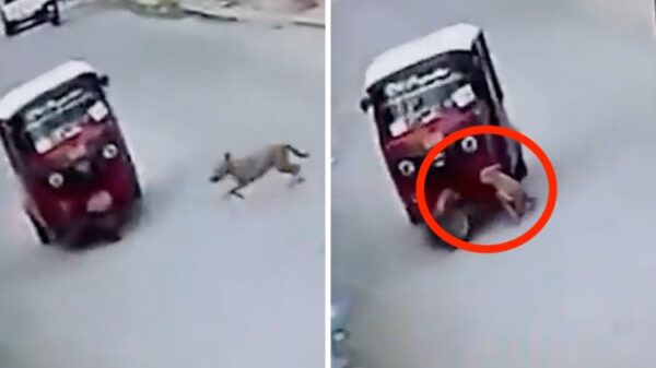 VIDEO: Perrito 'atropella' a un mototaxi y sorprende a varios con fortaleza