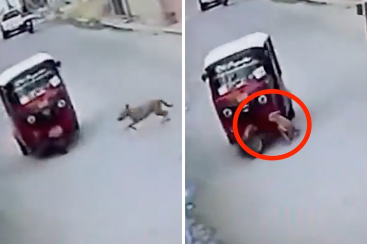 VIDEO: Perrito 'atropella' a un mototaxi y sorprende a varios con fortaleza