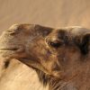 Realizarán operativos en aeropuertos para identificar 'gripe de camello' en quienes regresan de Qatar