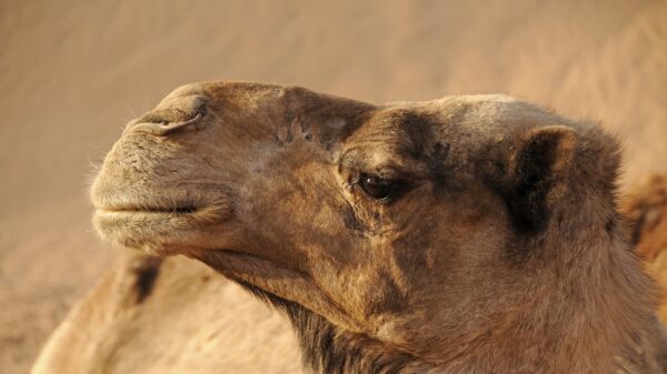 Realizarán operativos en aeropuertos para identificar 'gripe de camello' en quienes regresan de Qatar