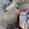 VIDEO: Rescatan a perrita que era arrastrada desde una bicicleta