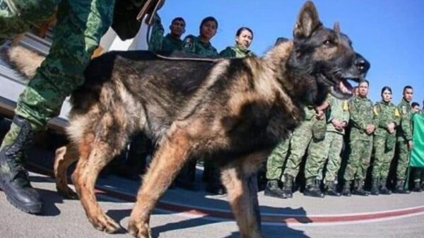 ¡Adiós Proteo! Murió el perrito rescatista del ejército mexicano que viajó a Turquía