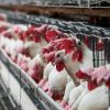 Detectan nuevo brote de gripe aviar en Aguascalientes