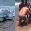 VIDEO: Tiburones atacan a dos personas en una playa de Brasil y difunden las aterradoras imágenes