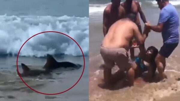 VIDEO: Tiburones atacan a dos personas en una playa de Brasil y difunden las aterradoras imágenes