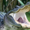 Pequeñito que era buscado en Florida es hallado muerto en la boca de un caimán